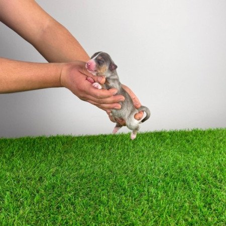 Ausztrál juhászkutya