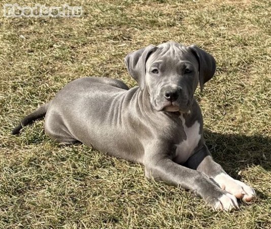 ABKC American Bully XL kék színű kisfiú!