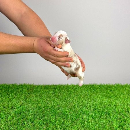 Ausztrál juhászkutya