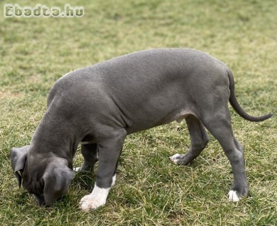 ABKC American Bully XL kék színű kisfiú!