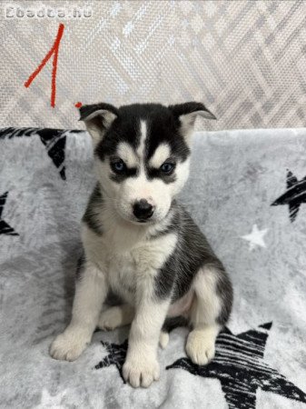 Husky