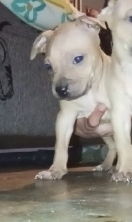 Amerikai Pitbull Terrier