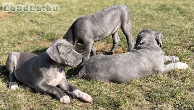 ABKC American Bully XL kék színű kisfiú!