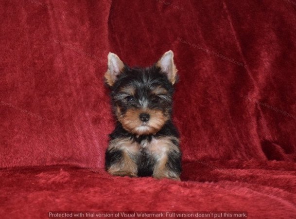 Yorkshire terrier