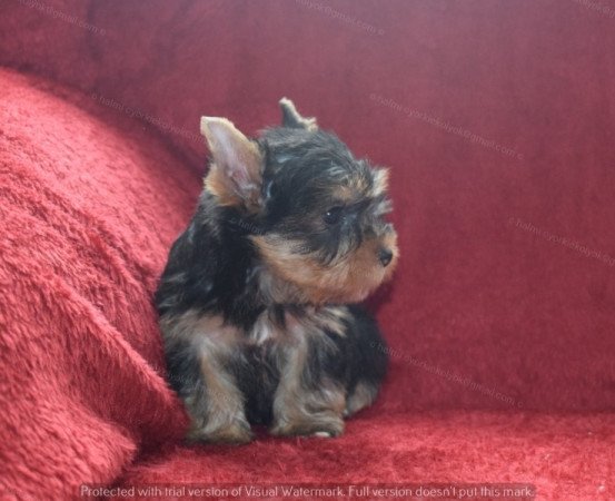 Yorkshire terrier