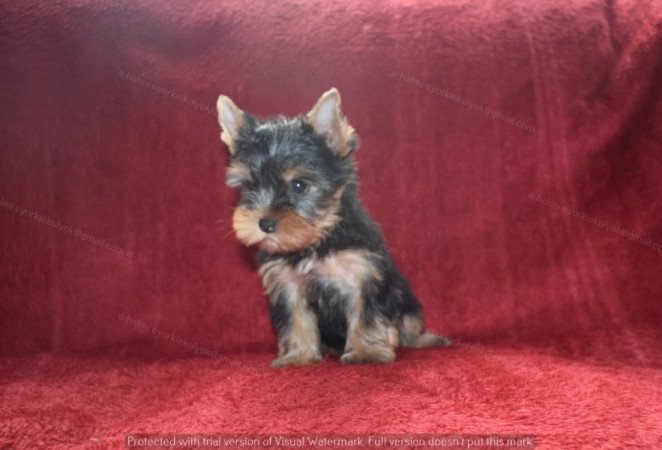 Yorkshire terrier