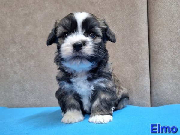 Bichon havanese