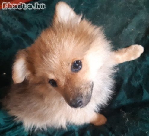🐾 Spitz kölykök ingyen elvihetők – Miskolc 🐾