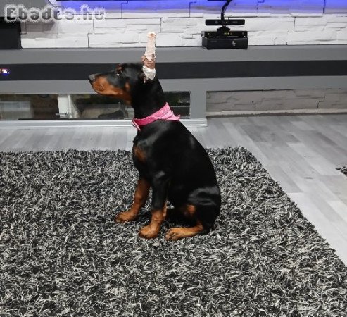 3 hónapos dobermann kislány gazdit keres