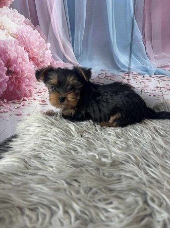 Yorkshire terrier
