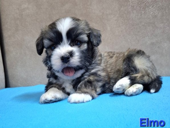 Bichon havanese