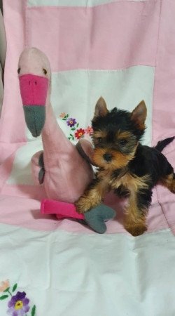 yorkshire terrier