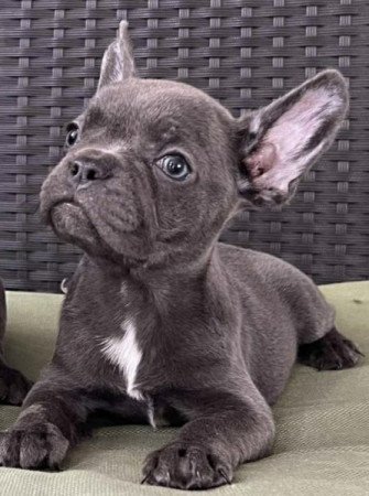Francia bulldog