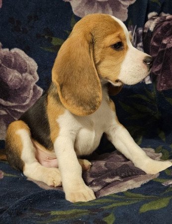 Beagle
