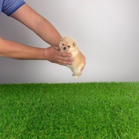 Pomerániai törpespitz