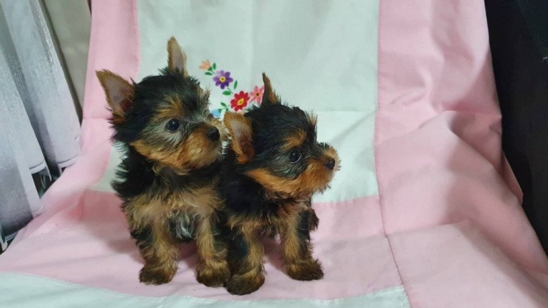 yorkshire terrier