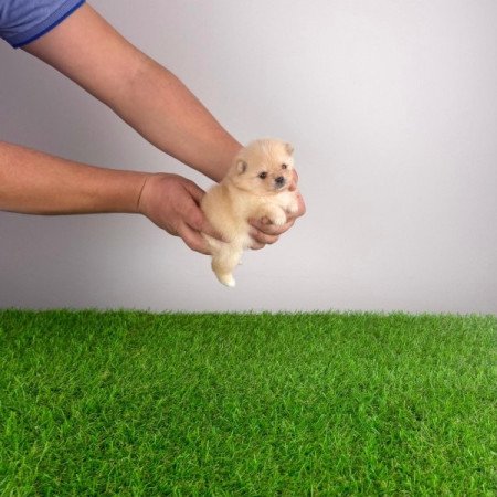 Pomerániai törpespitz