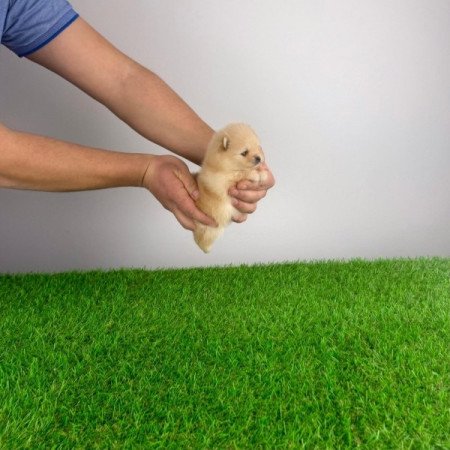 Pomerániai törpespitz