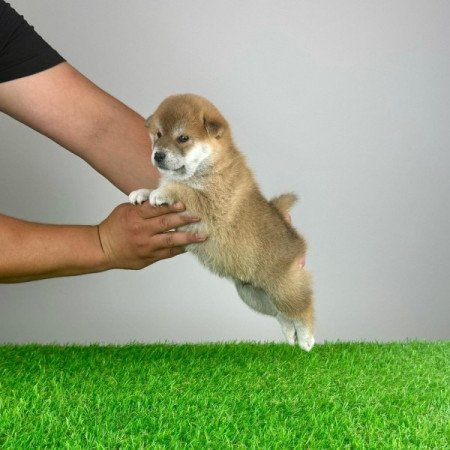 Shiba Inu