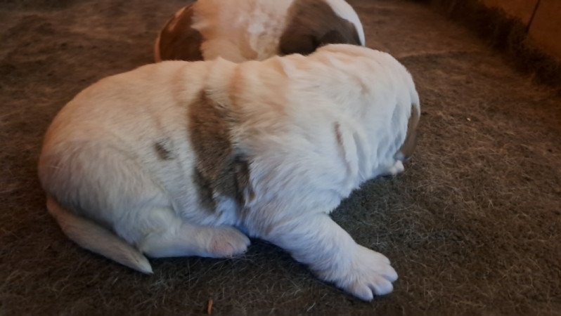 Középázsiai juhászkutya