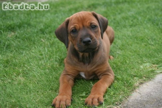 Rhodesian Ridgeback kiskutyák 06702565930