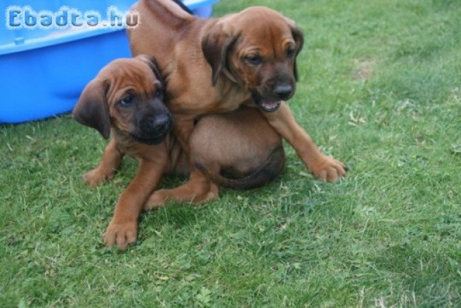 Rhodesian Ridgeback kiskutyák 06702565930