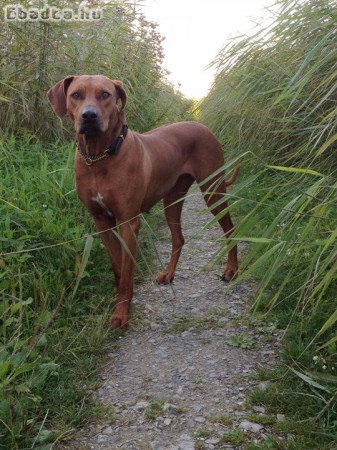 Rhodesian Ridgeback kiskutyák 06702565930