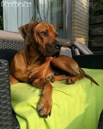 Rhodesian Ridgeback kiskutyák 06702565930