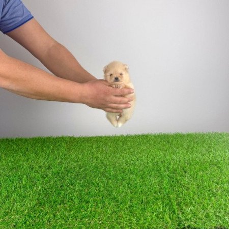 Pomerániai törpespitz