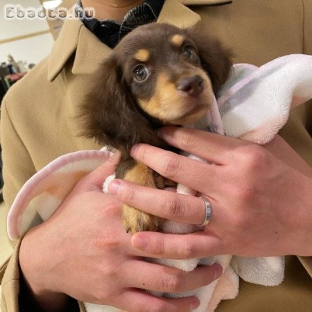 Dachshund puppies rehoming and adoption