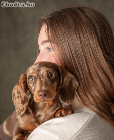 Dachshund puppies rehoming and adoption
