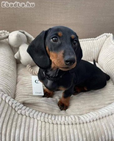 Dachshund puppies rehoming and adoption