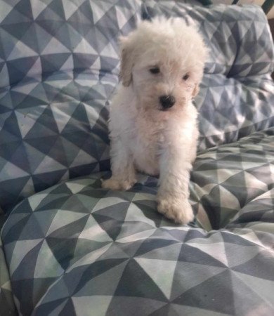 Maltipoo