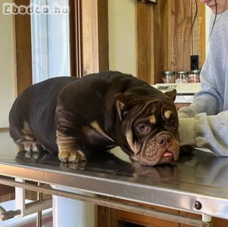 American Bully and bull dog for sale and Adoption