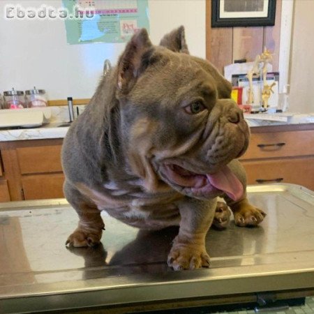 American Bully and bull dog for sale and Adoption