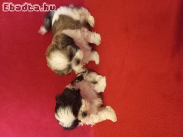 Shih Tzu kiskutyàk