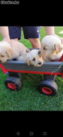 Labrador jellegű kiskutya