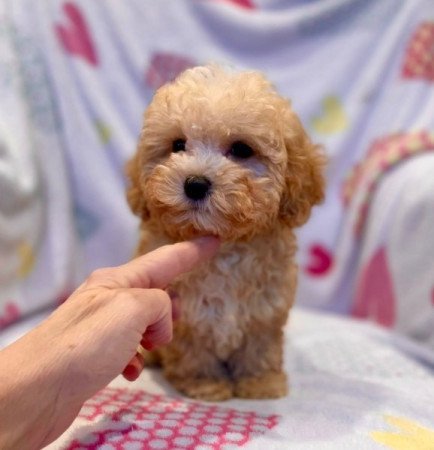 Maltipoo
