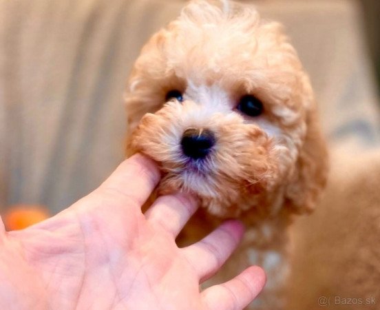 Maltipoo