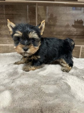Mini Yorkshire terrier