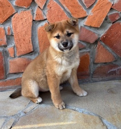 Shiba inu