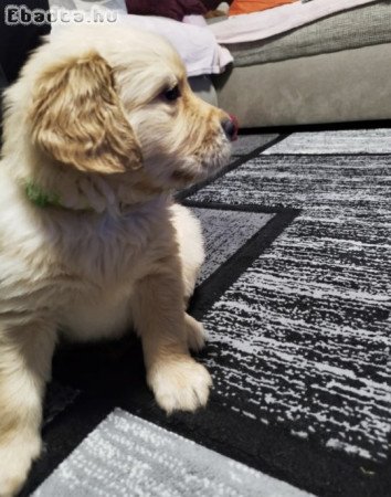 Golden Retriever kan kutya