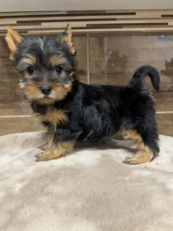 Mini Yorkshire terrier