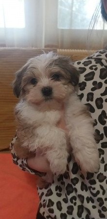 Bichon Havanese