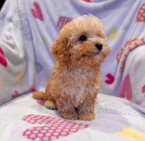 Maltipoo