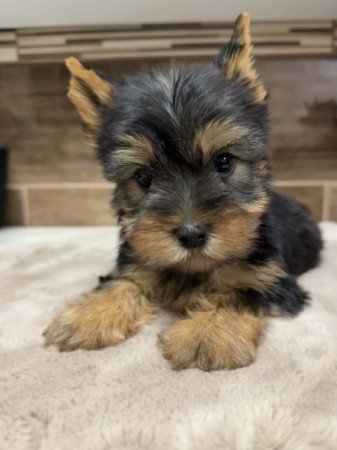 Mini Yorkshire terrier