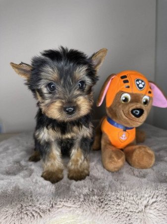 Yorkshire terrier