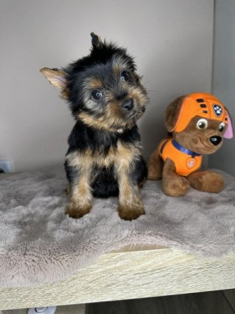Yorkshire terrier