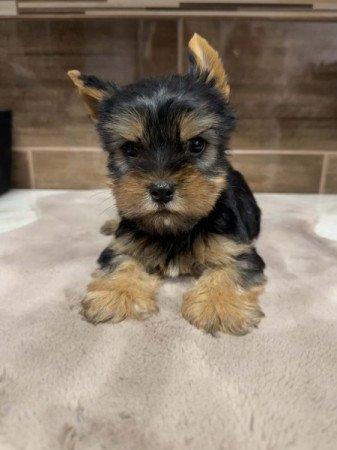 Mini Yorkshire terrier