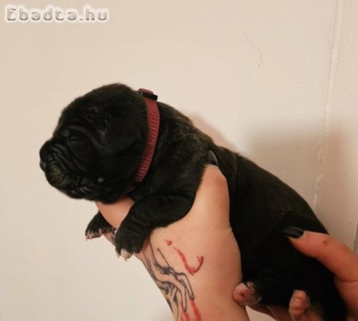 Cane Corso kölykök